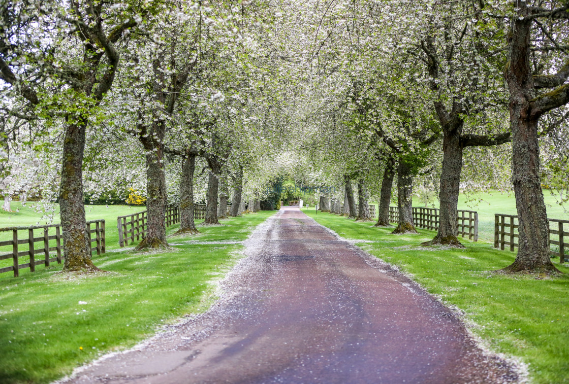 "Tunnel of Blossoming Trees" stock image