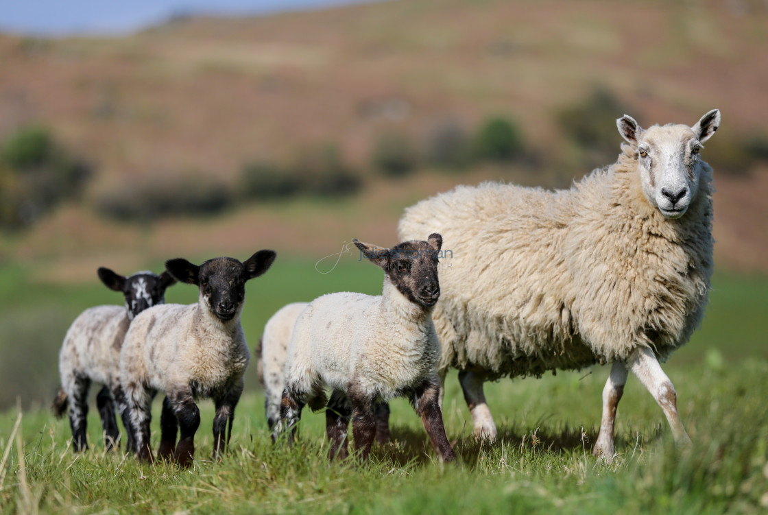 "Family of Four" stock image