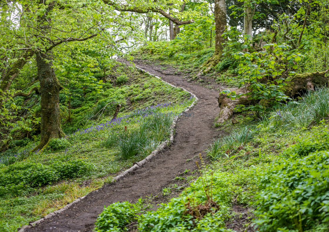 "Trail through the Forest" stock image