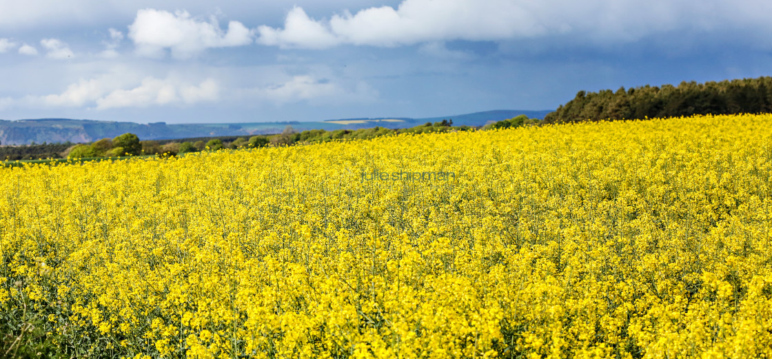 "Yellow" stock image