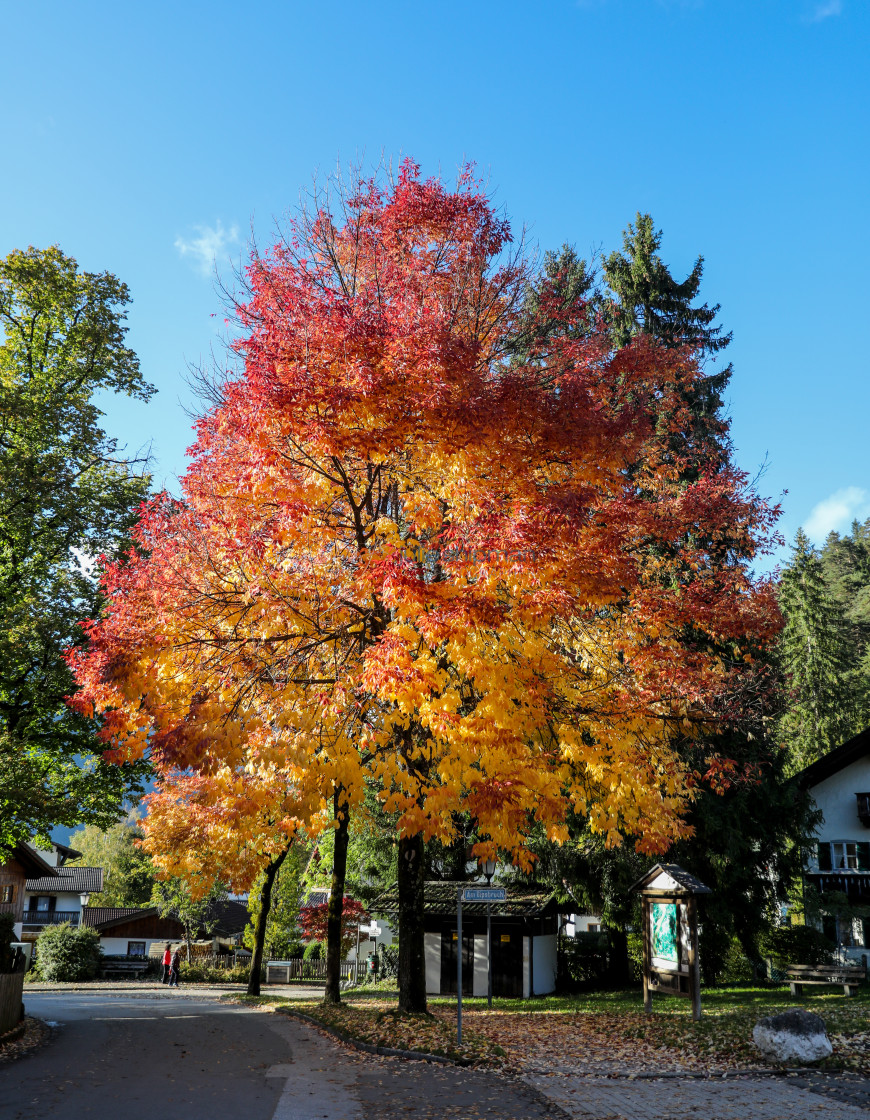 "A Tree Aglow" stock image