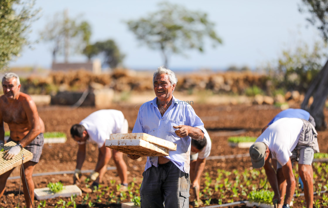 "Italian farmers Planting their Field." stock image