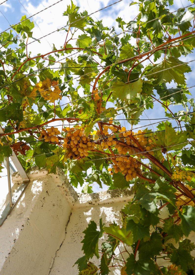 "Grapes on the Vine" stock image