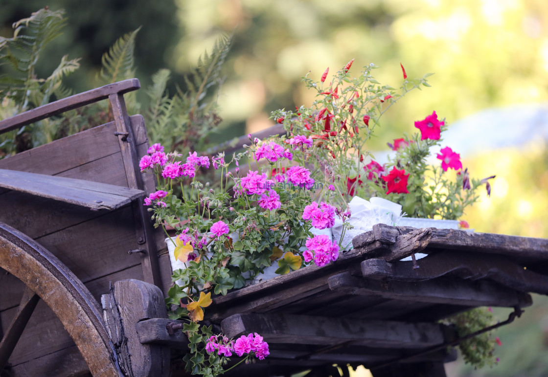 "An Old Wheelbarrow with Flowers" stock image