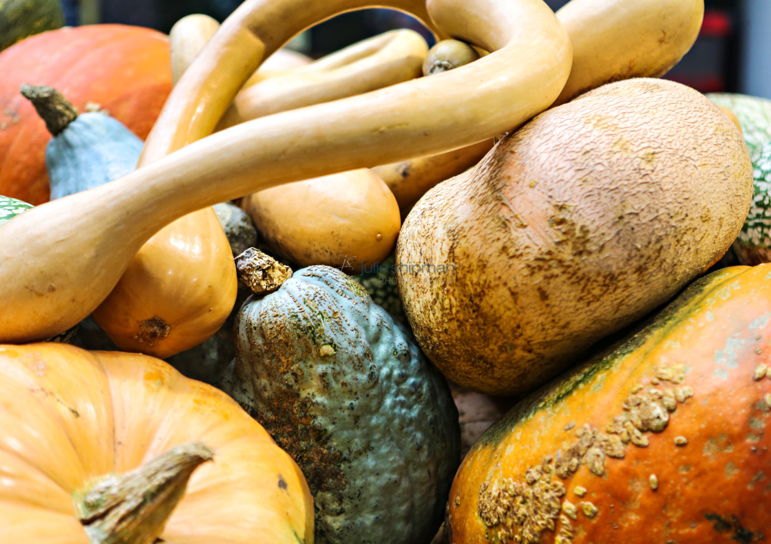 "Gourds" stock image