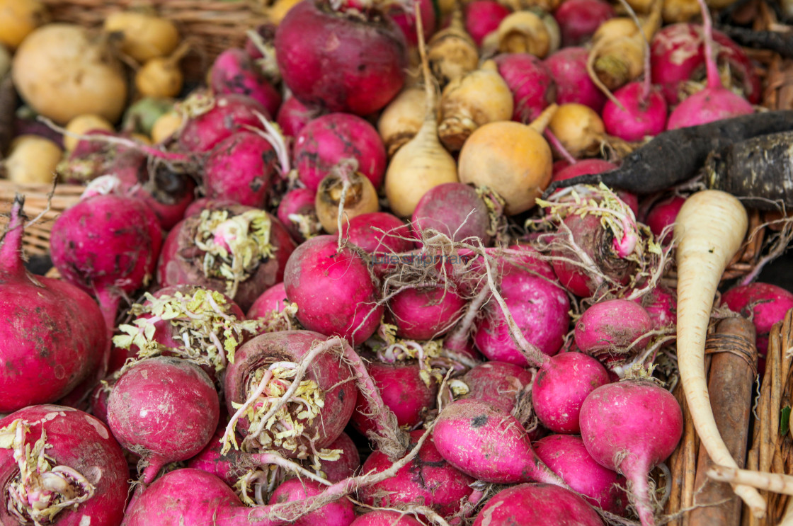 "Radish" stock image