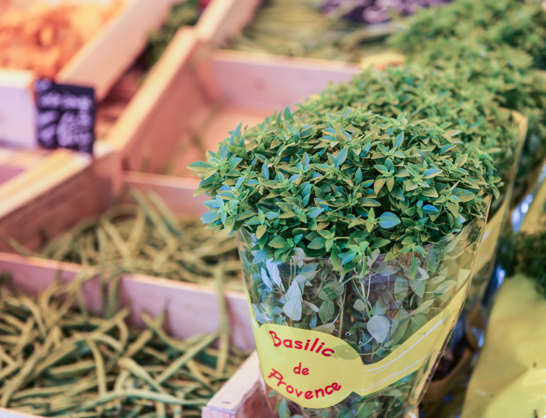 "Basil in a Pot" stock image