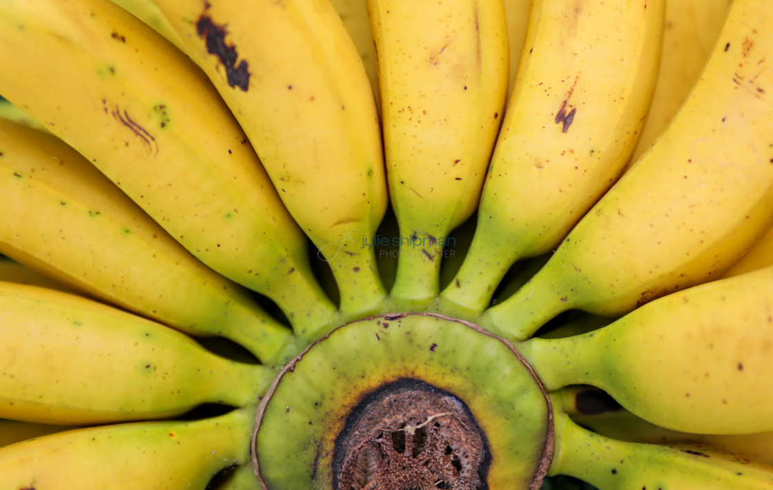 "Bananas" stock image