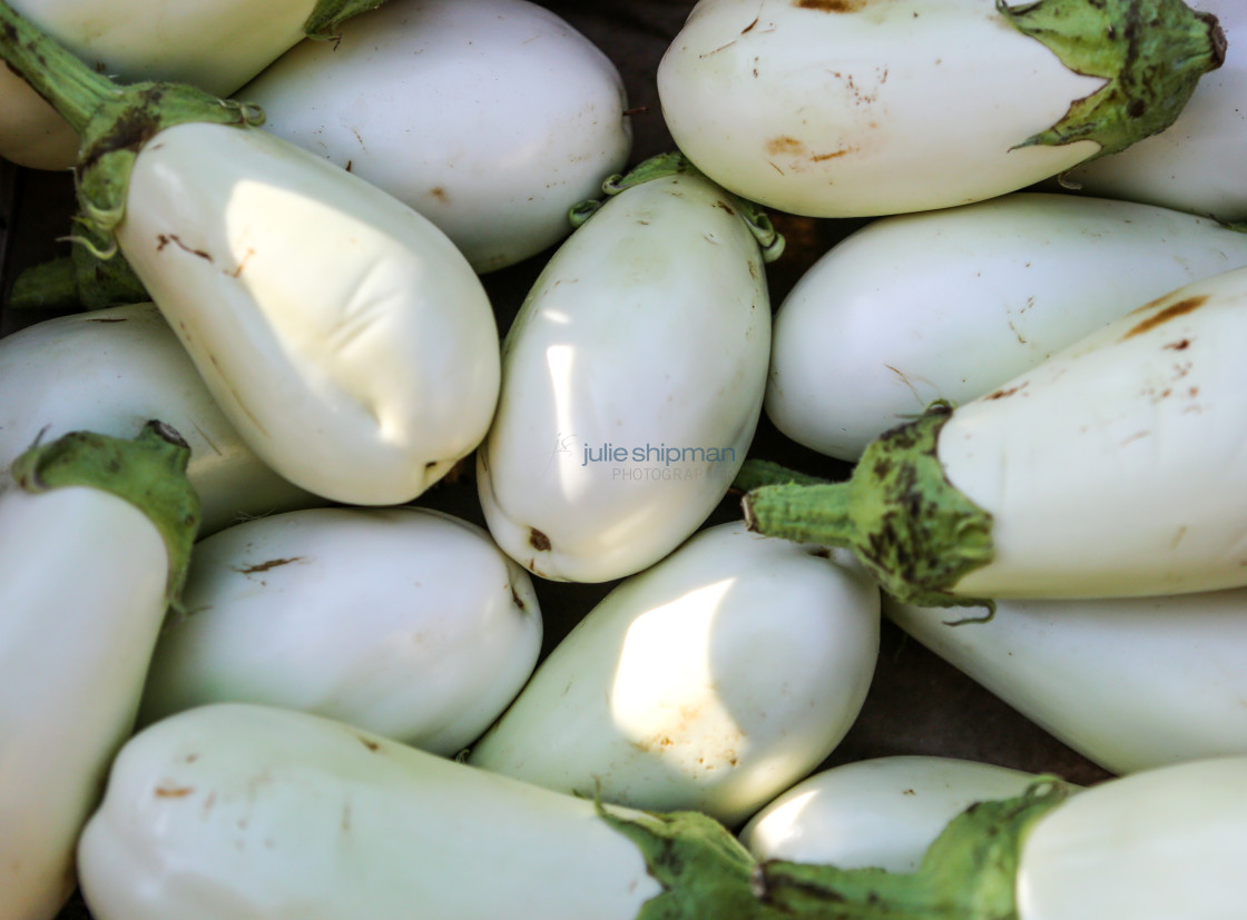 "Fresh white Eggplant" stock image