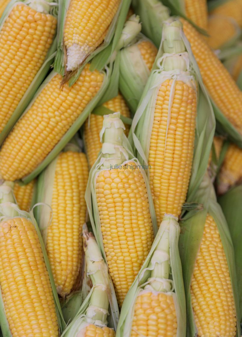 "Fresh Corn on the Cob" stock image