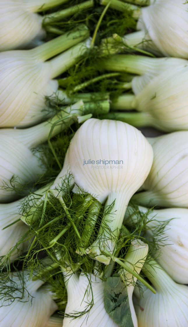 "Fennel" stock image