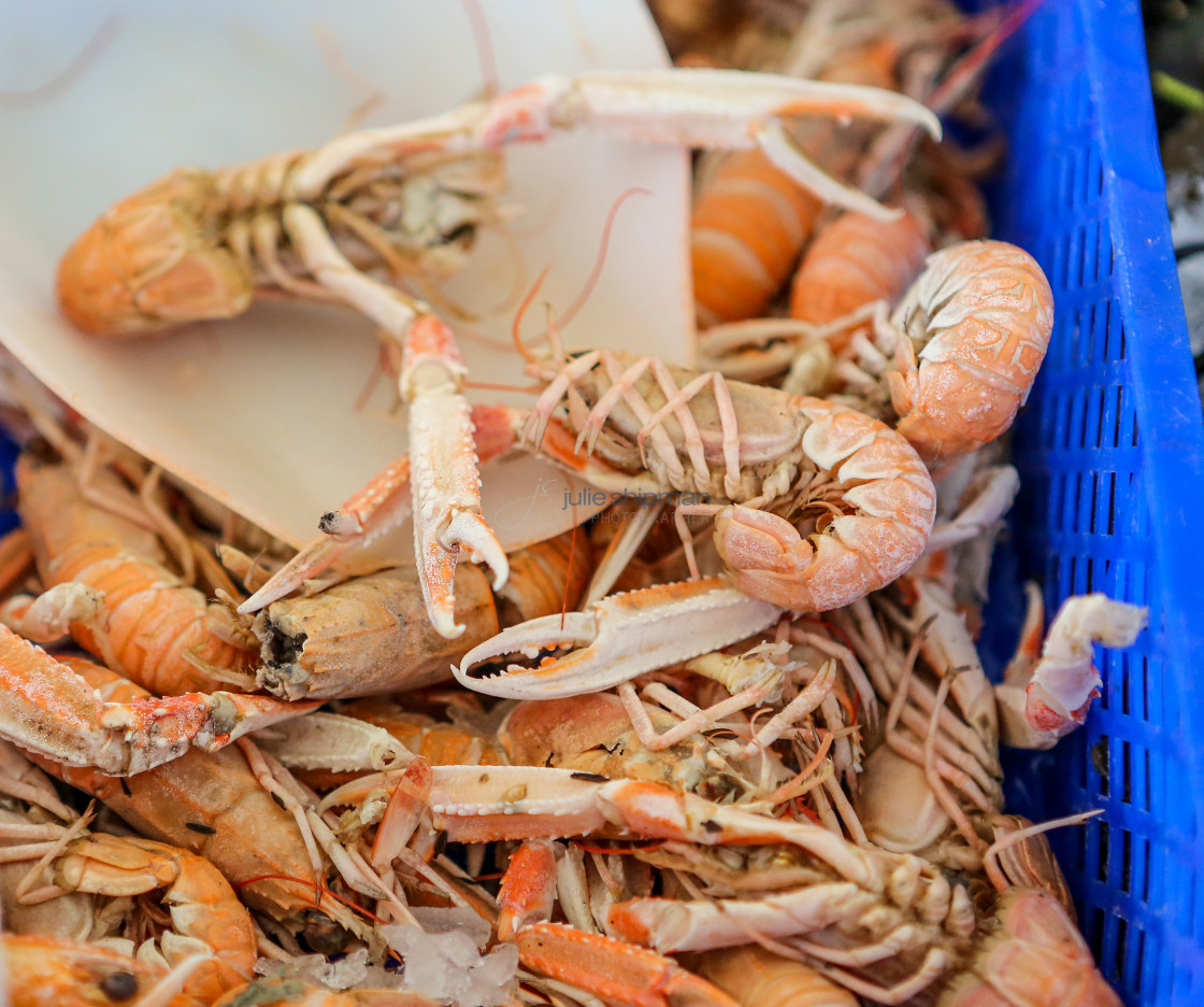 "Shrimp!" stock image