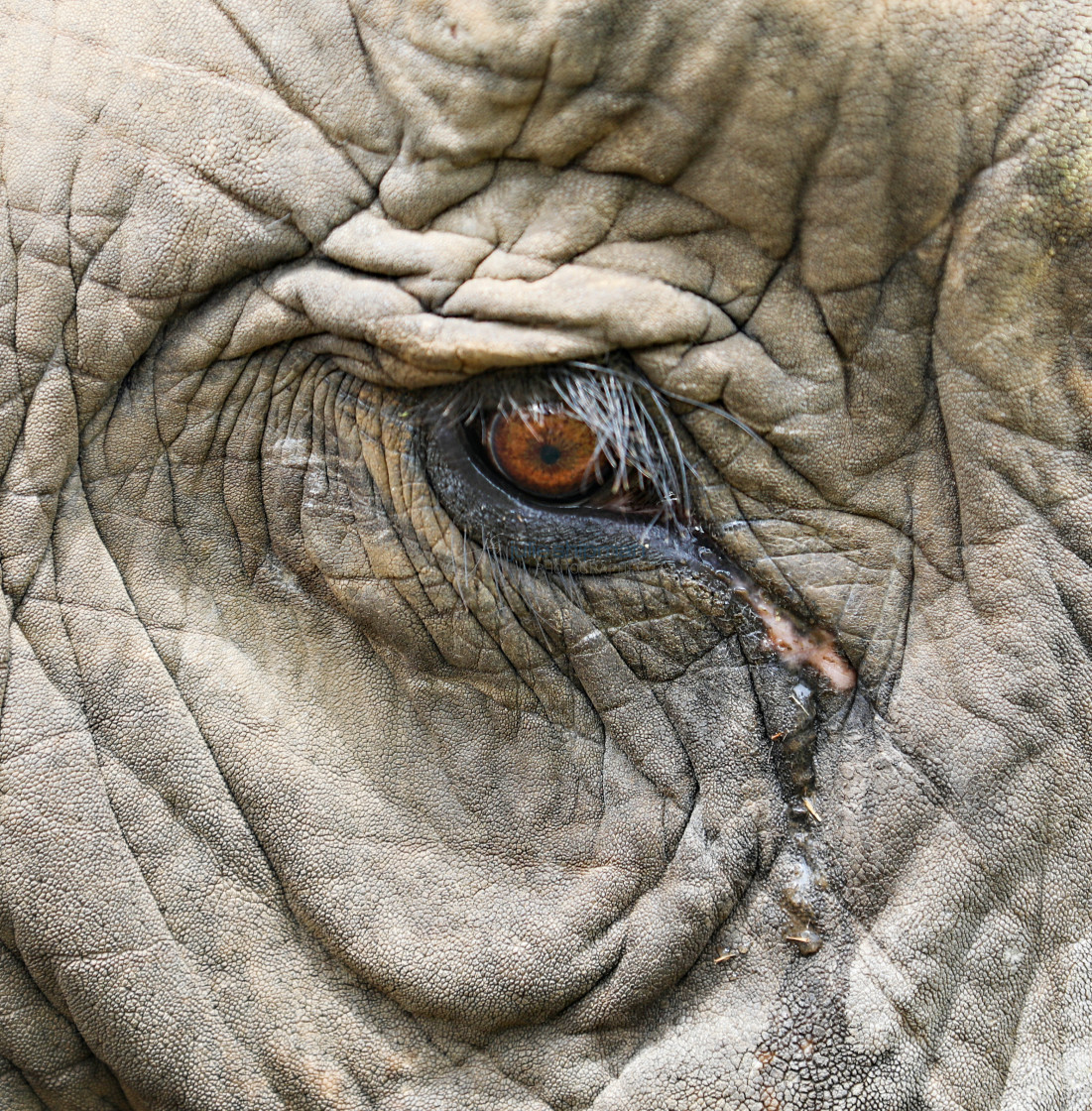 "Elephant Eye" stock image