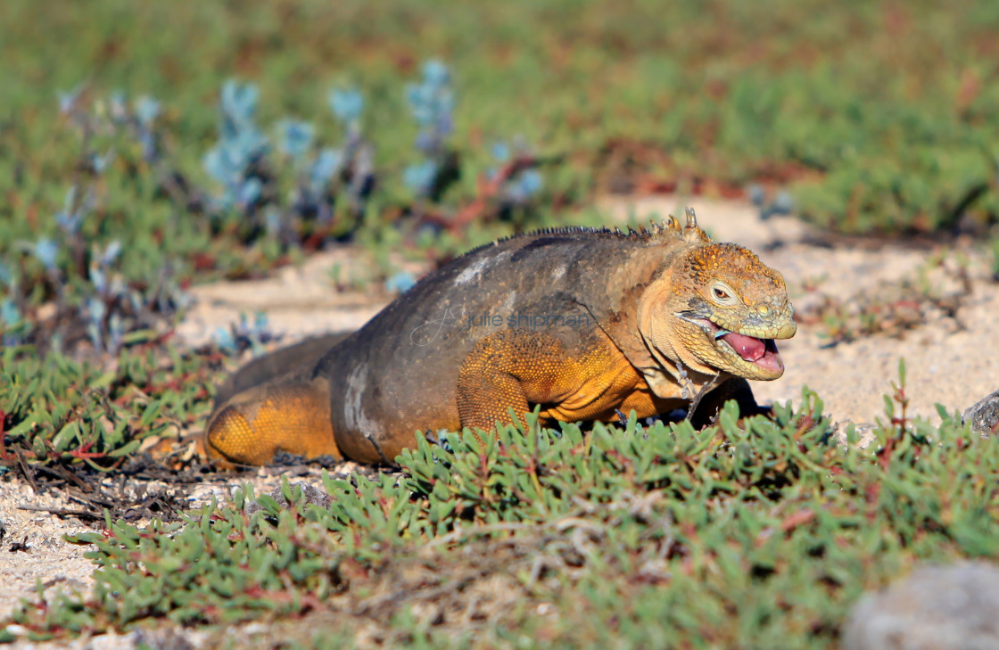 "Galapagos Land Iguana" stock image