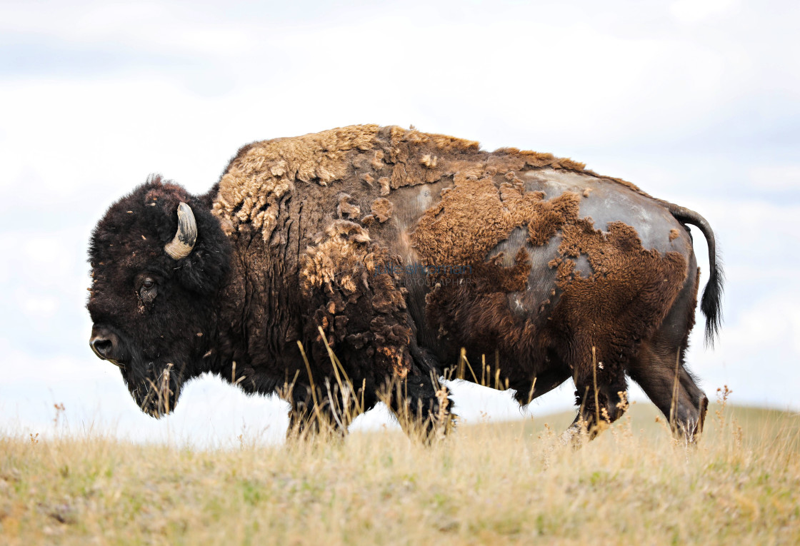 "Buffalo on the Prairie" stock image