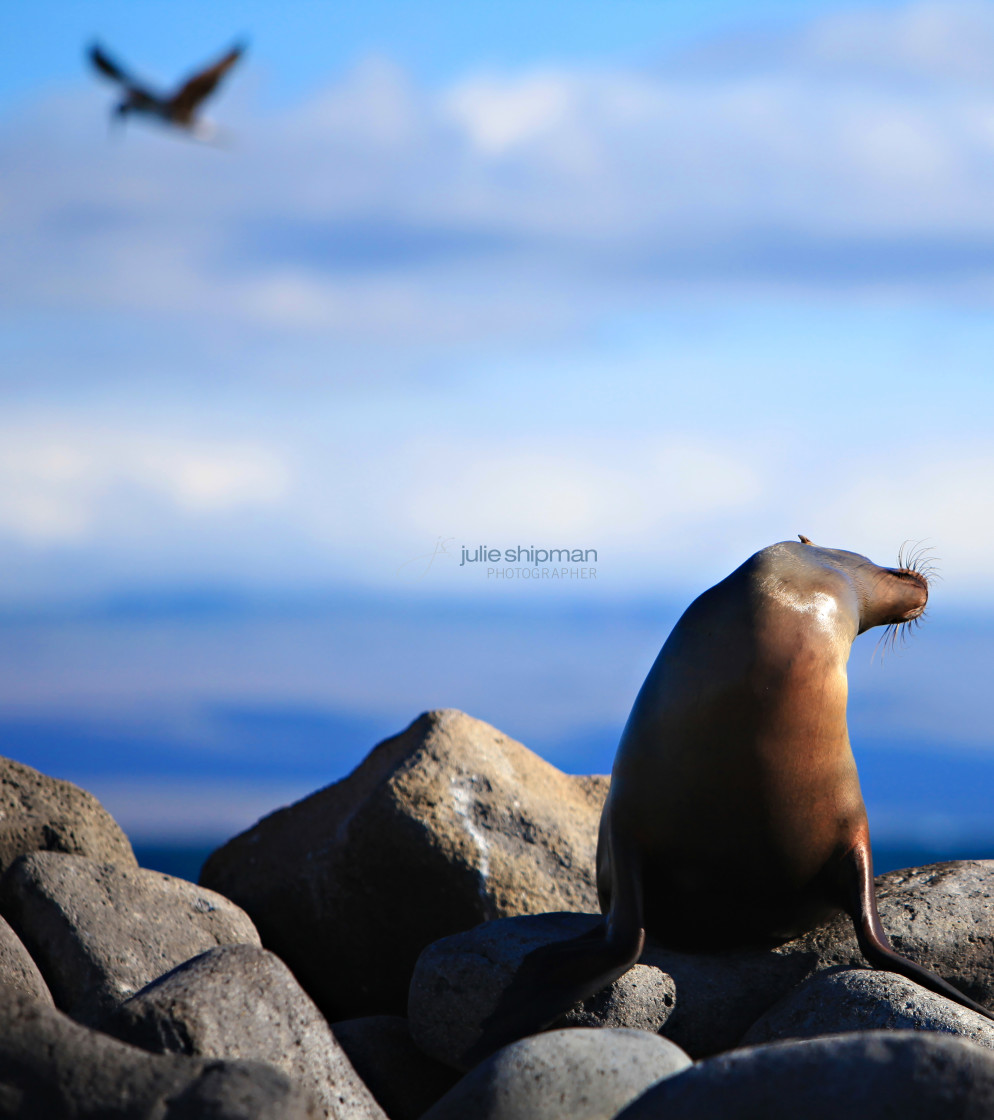 "Seal on the Rocks" stock image