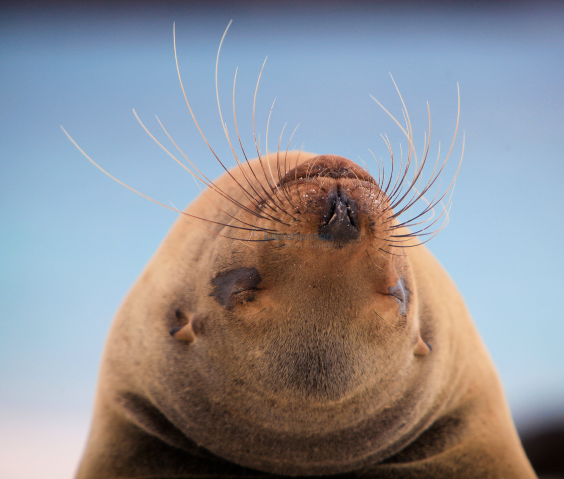 "Upside down sea lion with whiskers pointing to the sky." stock image