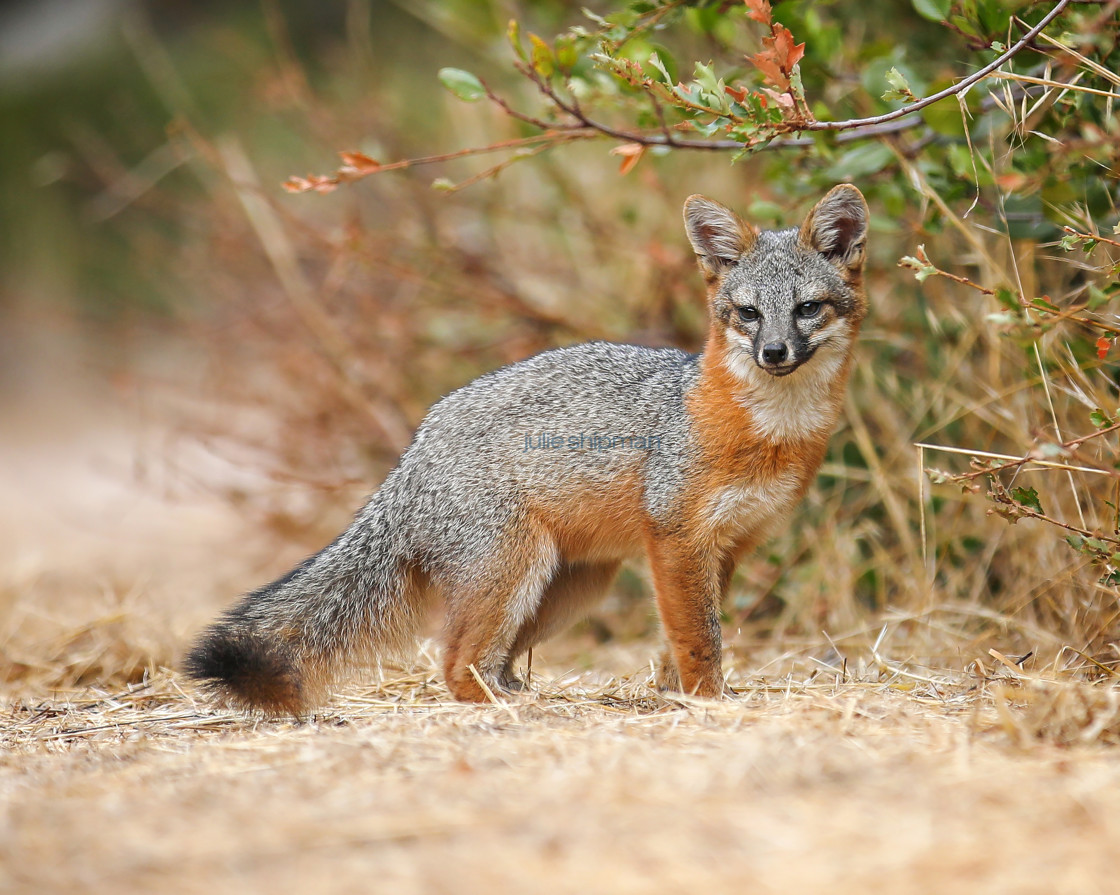 "Rare Santa Cruz Island Fox" stock image