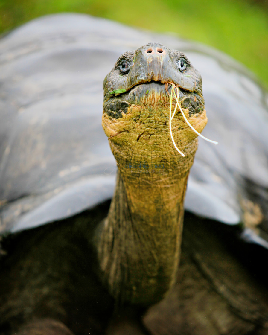 "Close up of the face of a Galapagos Tortoise" stock image