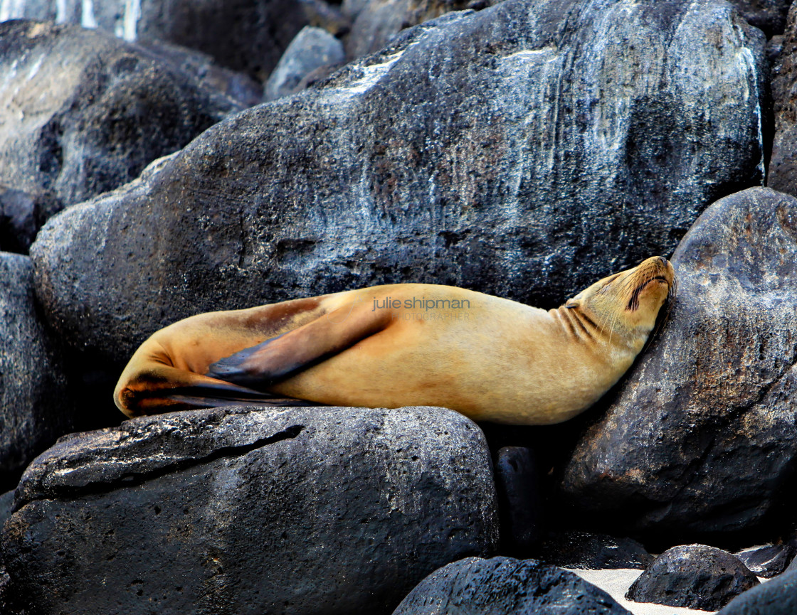 "Sea Lion in Repose" stock image