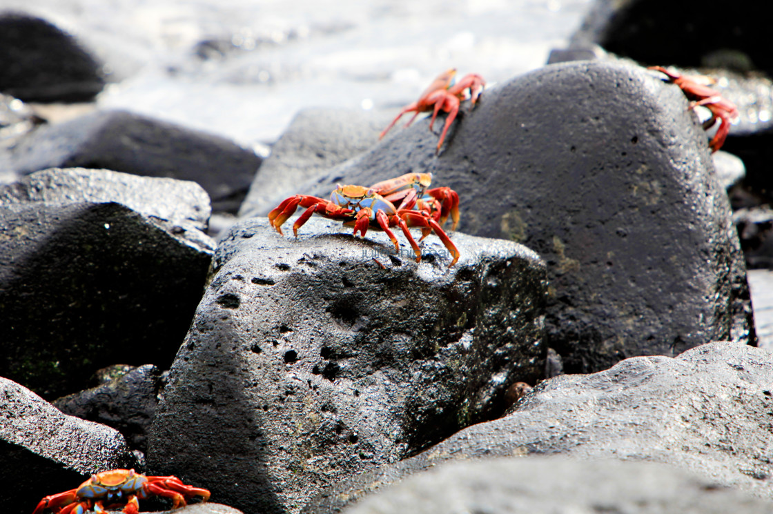 "Colorful Red Crab" stock image