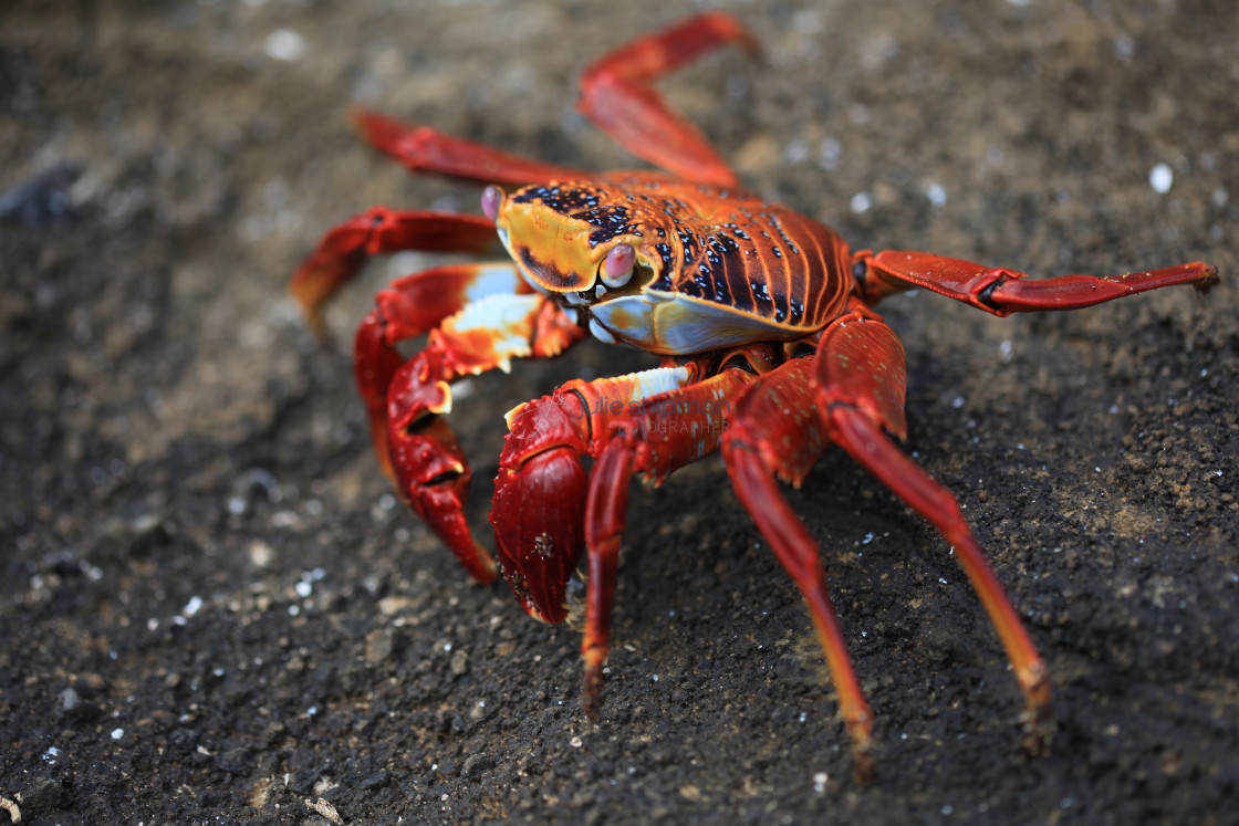 "Close-up of red crab on black rock." stock image