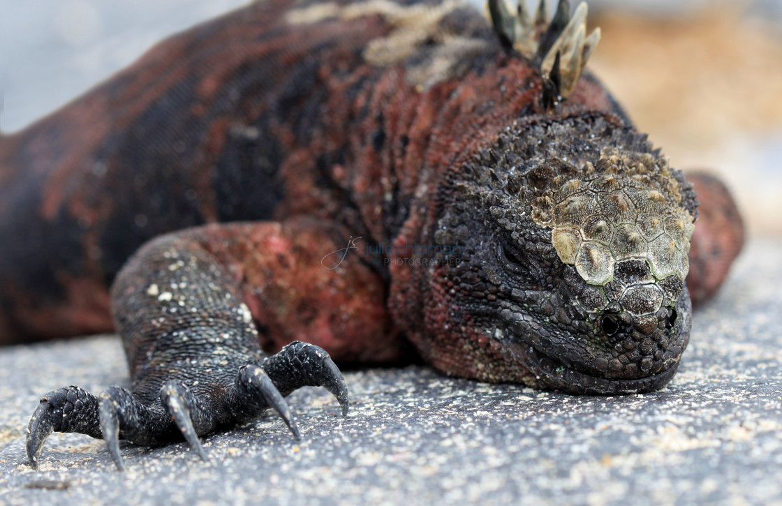 "Close up of Marine Iguana in Galapagos Islands" stock image