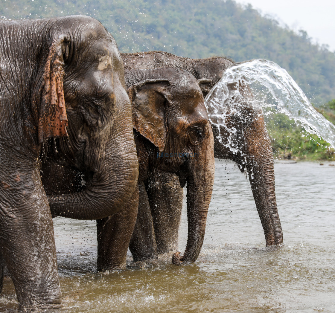 "Three elephants having a bath in a river at the nature conservancy." stock image