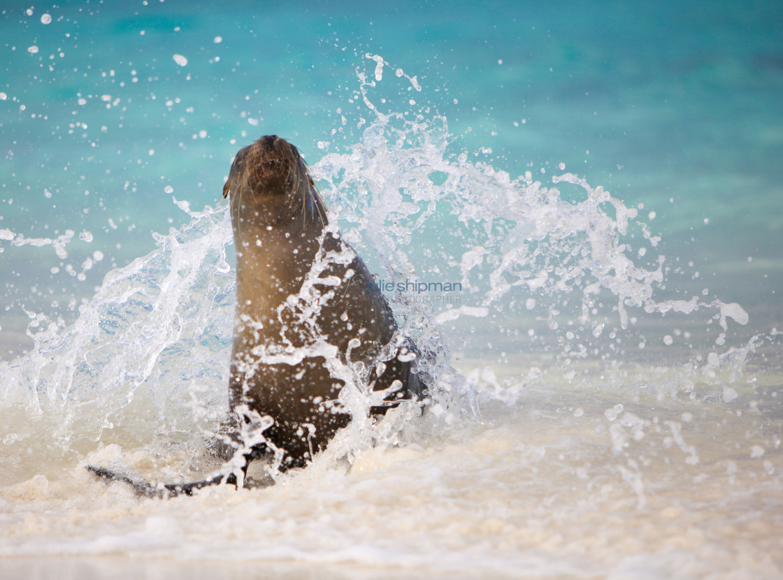 "Sea Lion in the Surf" stock image