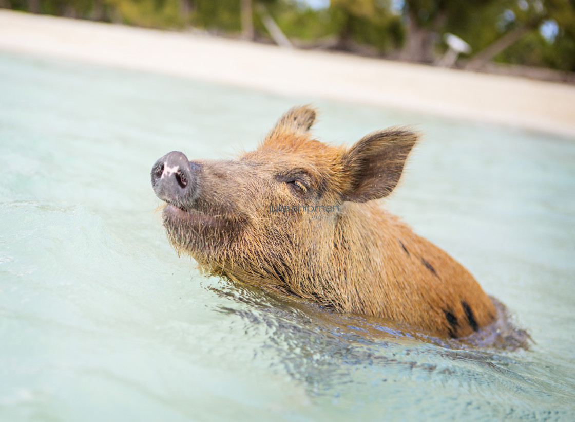 "A pig swimming in the Bahamas." stock image