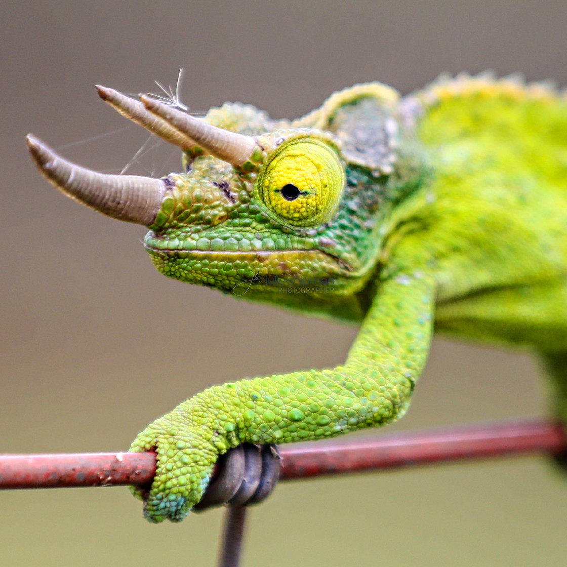 "Chameleon" stock image