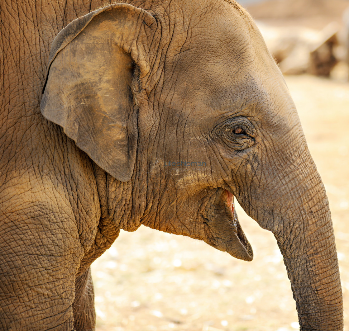 "Baby Elephant" stock image