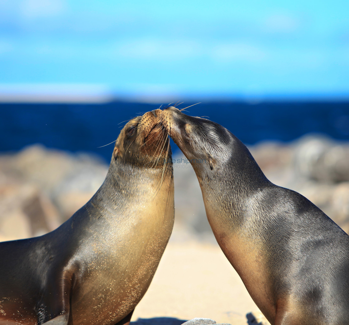 "Kissing Sea Lions" stock image