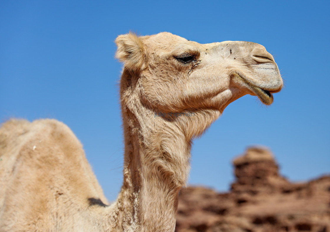 "A wild camel face in Wadi Rum." stock image