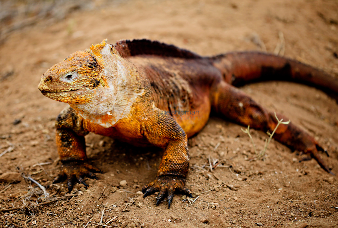 "Close up of an Island Iguana in the Galapagos Islands." stock image