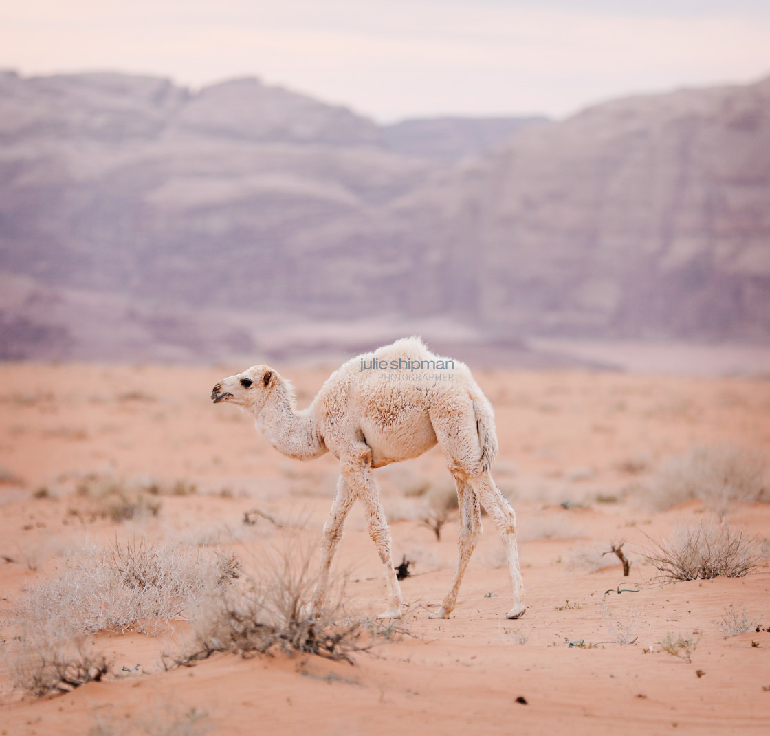 "Wild baby camel in Jordan." stock image