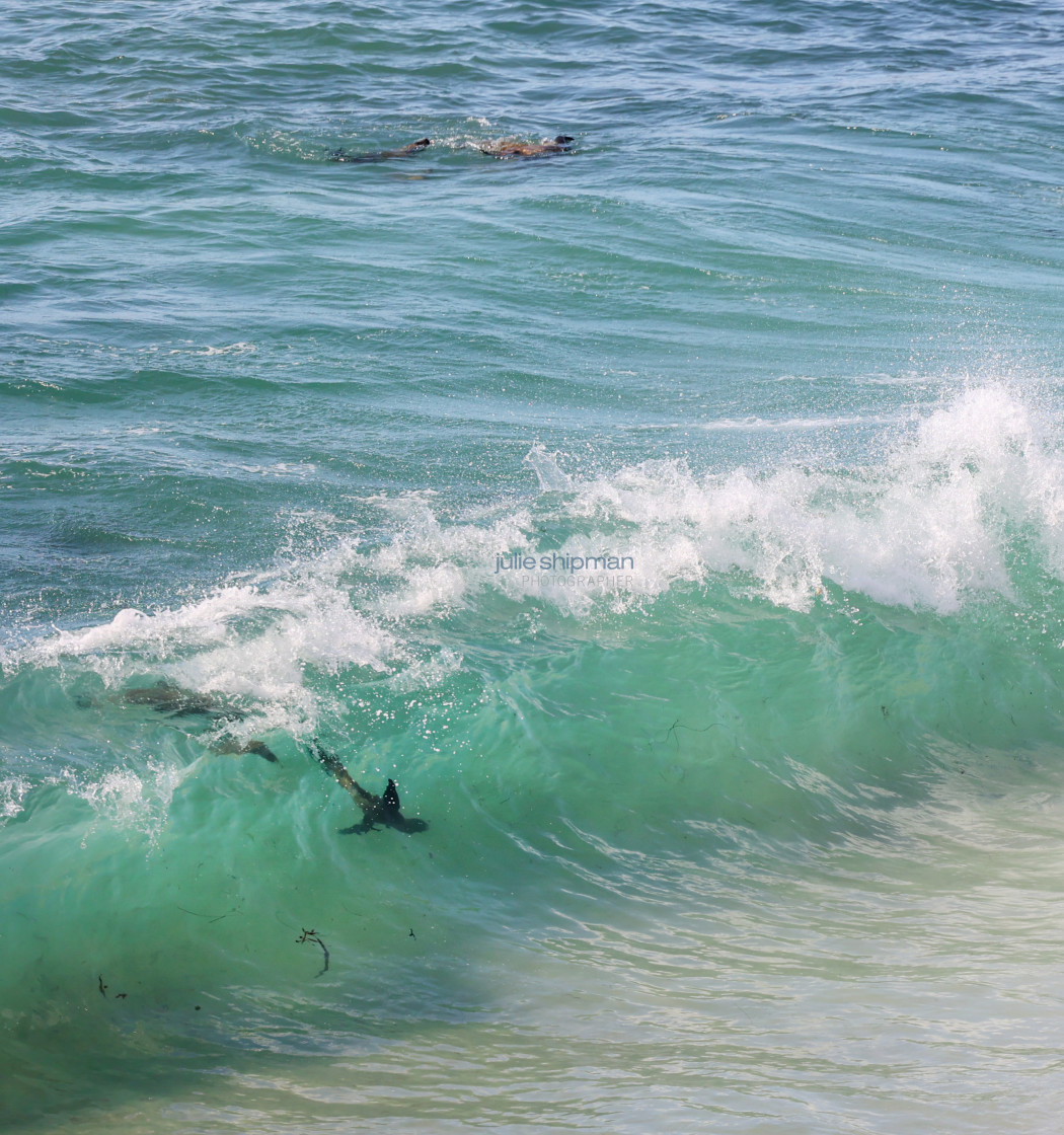 "Seals swimming in the sea." stock image