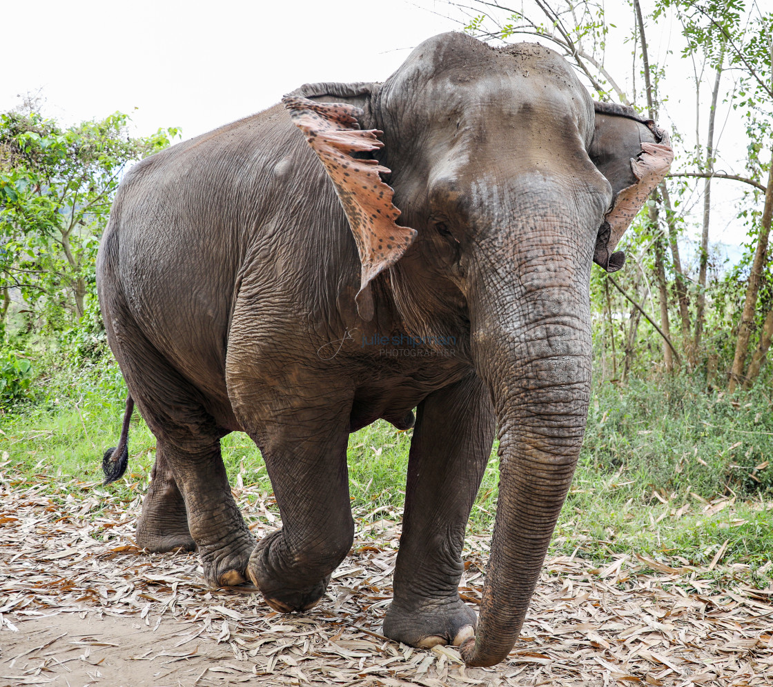 "Asian elephant walking in the wild in Thailand." stock image