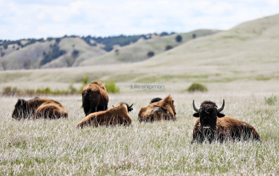 "Bison" stock image