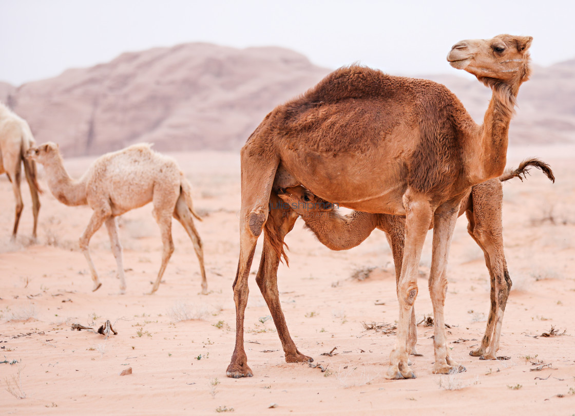 "Baby camel nursing from its mother." stock image