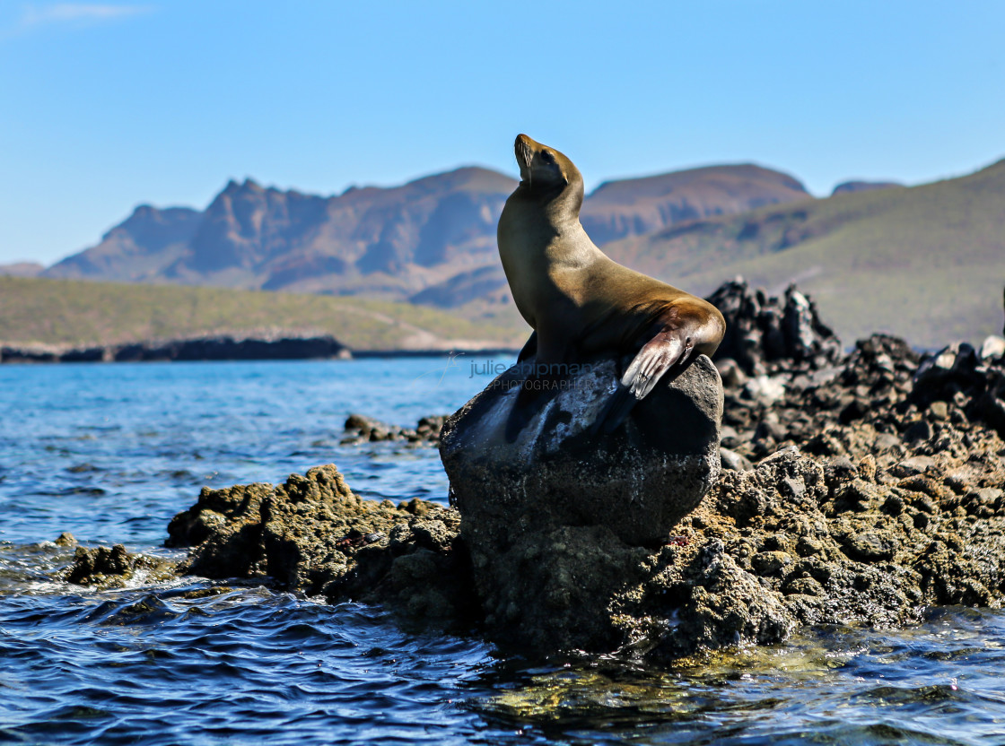 "Sea lion perched on a rock in Baja." stock image