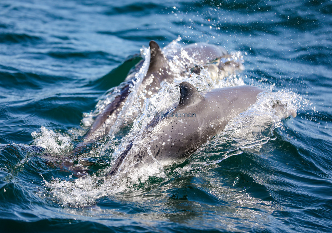 "Two Dolphins" stock image