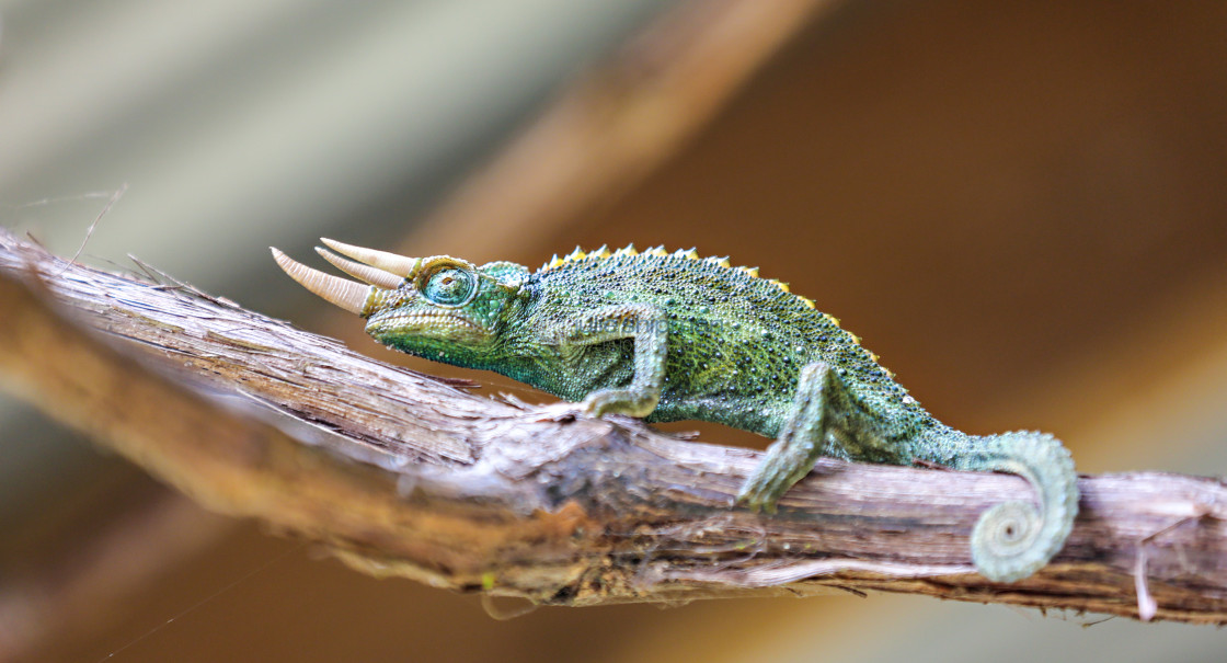 "Close up of a chameleon on a log." stock image