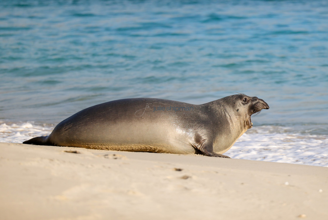 "Side view of an elephant seal on the beach in Cuyler Harbor, San Miguel Island, Channel Islands." stock image