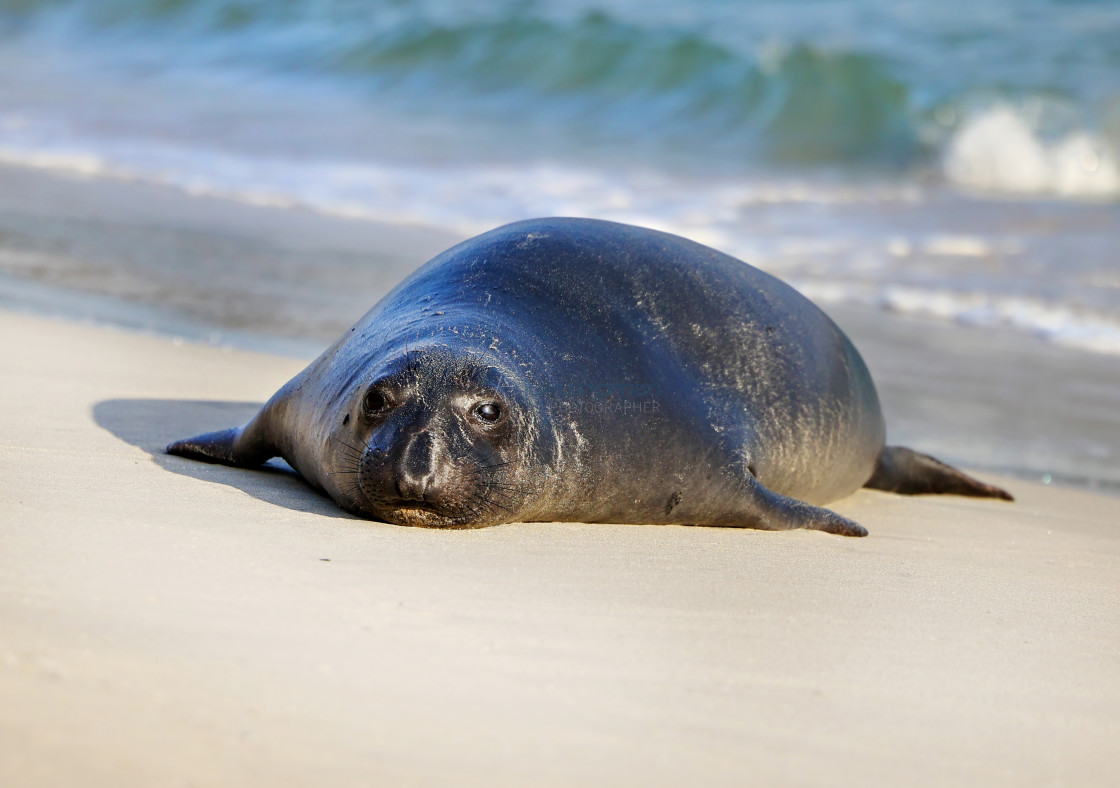 "Close up view of the face of an elephant seal on the sandy beach in San Miguel Island." stock image