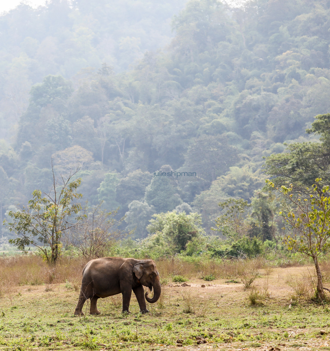 "Solo elephant in the wild in Thailand." stock image