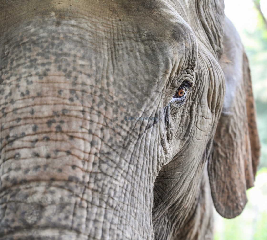 "Close up of an asian elephant face." stock image