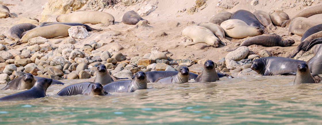 "Elephant Seals and Sea Lions" stock image