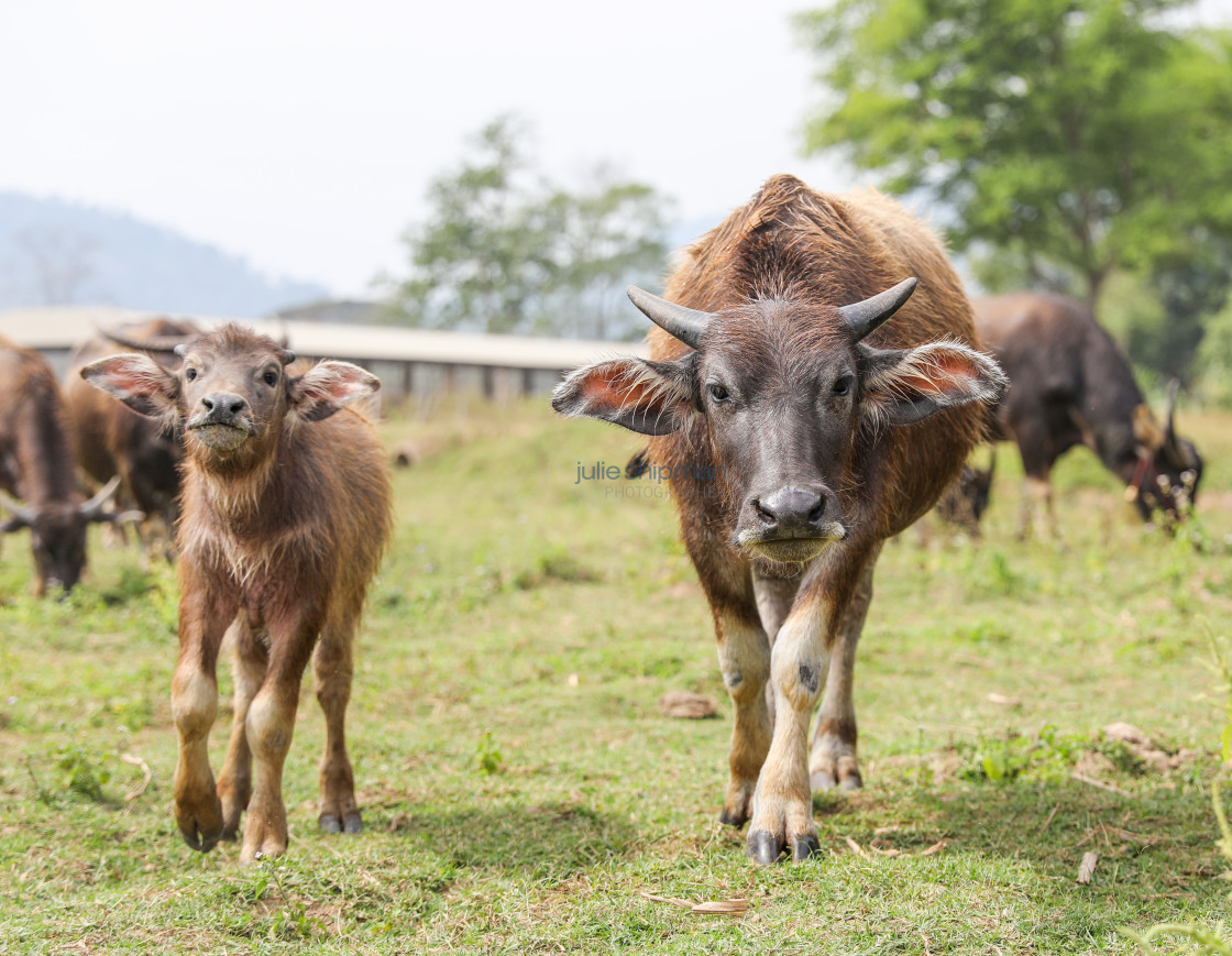 "Mama and baby cow walking toward us in Thailand." stock image