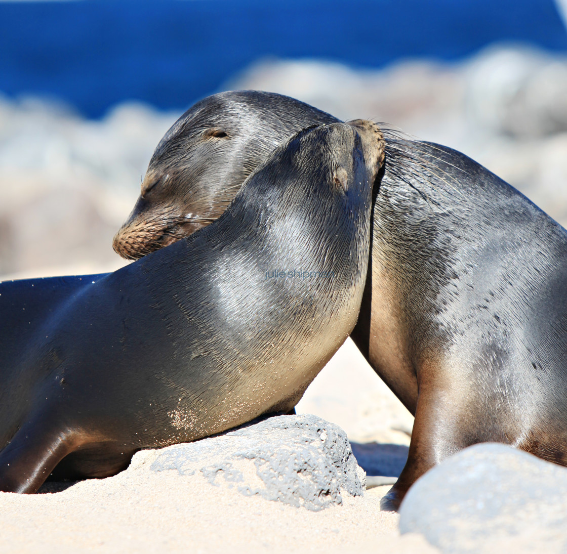 "Hugging Sea Lions" stock image